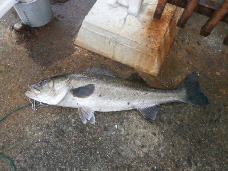 大阪南港海つり公園 釣果