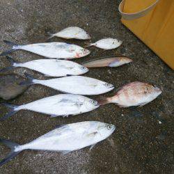 大阪南港海つり公園 釣果