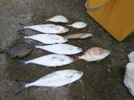 大阪南港海つり公園 釣果