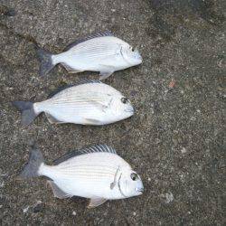 大阪南港海つり公園 釣果