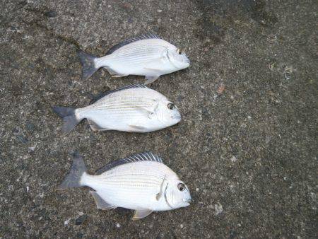 大阪南港海つり公園 釣果