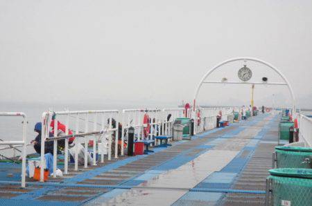 オリジナルメーカー海づり公園(市原市海づり施設) 釣果