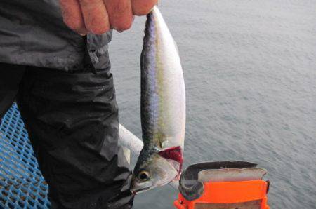 オリジナルメーカー海づり公園(市原市海づり施設) 釣果