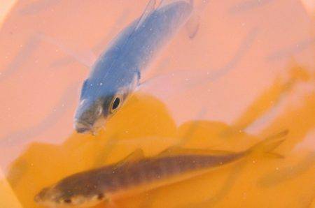 オリジナルメーカー海づり公園(市原市海づり施設) 釣果