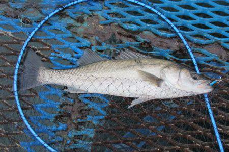 オリジナルメーカー海づり公園(市原市海づり施設) 釣果