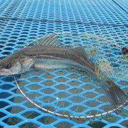 オリジナルメーカー海づり公園(市原市海づり施設) 釣果