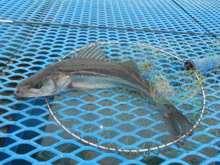 オリジナルメーカー海づり公園(市原市海づり施設) 釣果