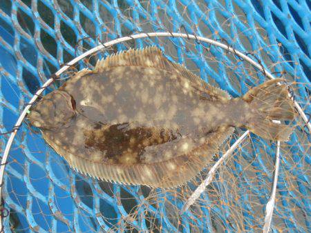 オリジナルメーカー海づり公園(市原市海づり施設) 釣果