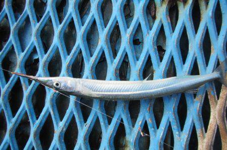 オリジナルメーカー海づり公園(市原市海づり施設) 釣果