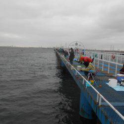 オリジナルメーカー海づり公園(市原市海づり施設) 釣果