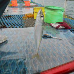 オリジナルメーカー海づり公園(市原市海づり施設) 釣果