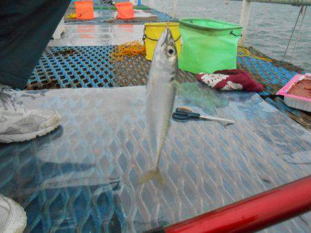オリジナルメーカー海づり公園(市原市海づり施設) 釣果