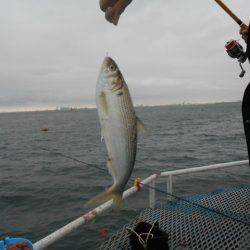オリジナルメーカー海づり公園(市原市海づり施設) 釣果