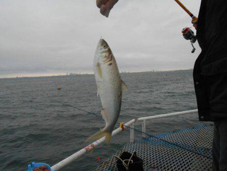 オリジナルメーカー海づり公園(市原市海づり…