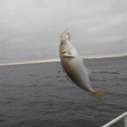 オリジナルメーカー海づり公園(市原市海づり施設) 釣果
