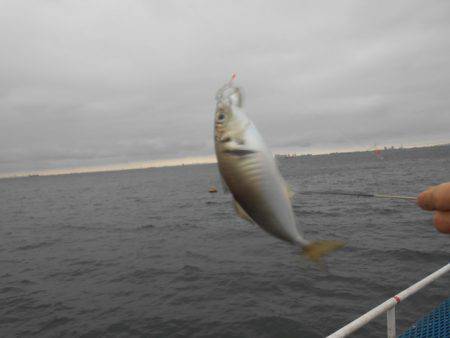 オリジナルメーカー海づり公園(市原市海づり施設) 釣果