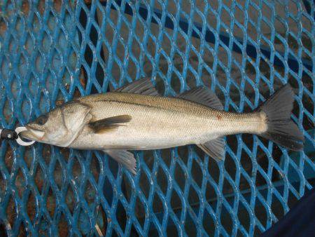 オリジナルメーカー海づり公園(市原市海づり施設) 釣果