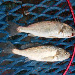 オリジナルメーカー海づり公園(市原市海づり施設) 釣果