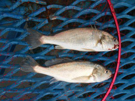 オリジナルメーカー海づり公園(市原市海づり施設) 釣果