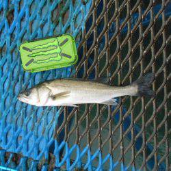 オリジナルメーカー海づり公園(市原市海づり施設) 釣果