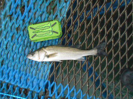 オリジナルメーカー海づり公園(市原市海づり…