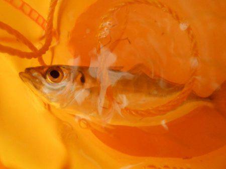 オリジナルメーカー海づり公園(市原市海づり施設) 釣果