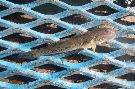 オリジナルメーカー海づり公園(市原市海づり施設) 釣果