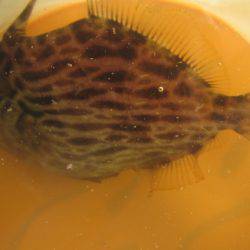 オリジナルメーカー海づり公園(市原市海づり施設) 釣果