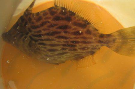 オリジナルメーカー海づり公園(市原市海づり施設) 釣果