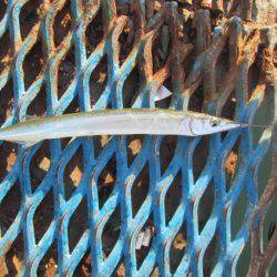 オリジナルメーカー海づり公園(市原市海づり施設) 釣果