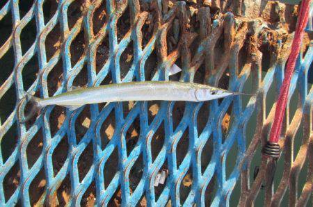 オリジナルメーカー海づり公園(市原市海づり施設) 釣果