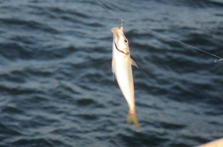 オリジナルメーカー海づり公園(市原市海づり施設) 釣果