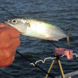 オリジナルメーカー海づり公園(市原市海づり施設) 釣果