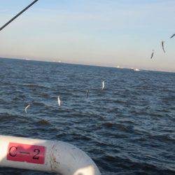 オリジナルメーカー海づり公園(市原市海づり施設) 釣果