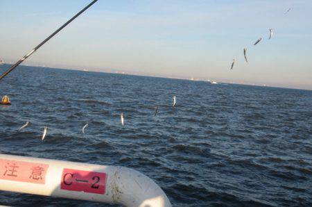 オリジナルメーカー海づり公園(市原市海づり施設) 釣果