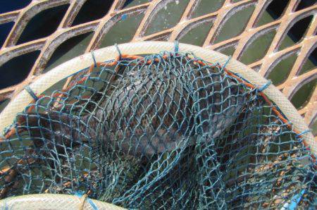 オリジナルメーカー海づり公園(市原市海づり施設) 釣果