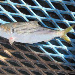オリジナルメーカー海づり公園(市原市海づり施設) 釣果