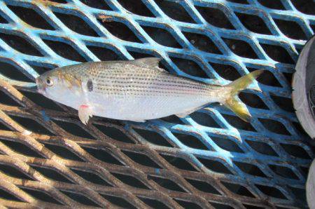 オリジナルメーカー海づり公園(市原市海づり施設) 釣果