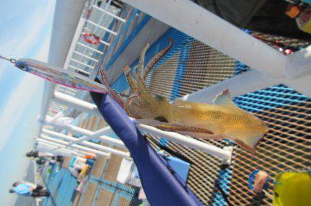 オリジナルメーカー海づり公園(市原市海づり施設) 釣果