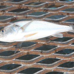 オリジナルメーカー海づり公園(市原市海づり施設) 釣果