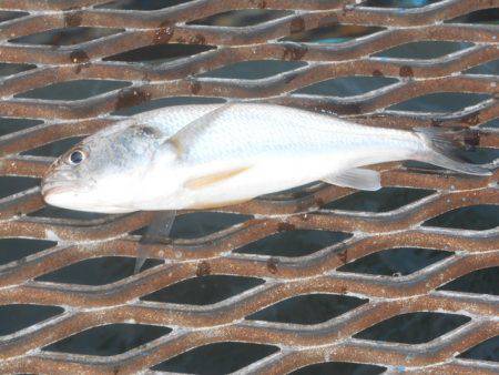 オリジナルメーカー海づり公園(市原市海づり施設) 釣果