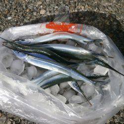 大阪南港海つり公園 釣果