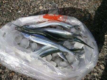 大阪南港海つり公園 釣果