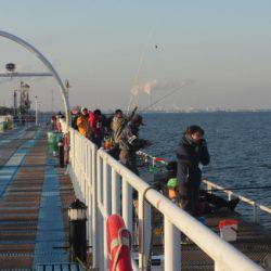 オリジナルメーカー海づり公園(市原市海づり施設) 釣果