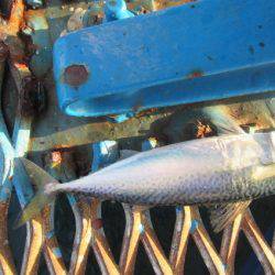 オリジナルメーカー海づり公園(市原市海づり施設) 釣果