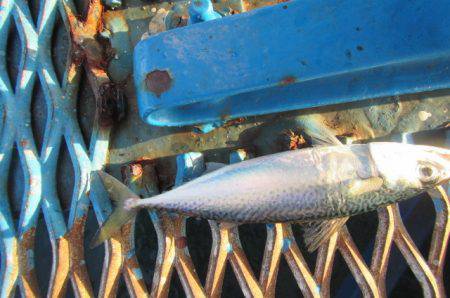 オリジナルメーカー海づり公園(市原市海づり施設) 釣果