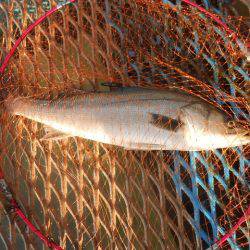 オリジナルメーカー海づり公園(市原市海づり施設) 釣果