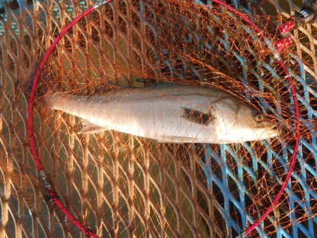 オリジナルメーカー海づり公園(市原市海づり施設) 釣果