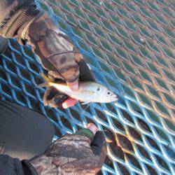 オリジナルメーカー海づり公園(市原市海づり施設) 釣果