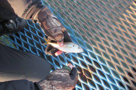 オリジナルメーカー海づり公園(市原市海づり施設) 釣果